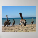 Pelican Beach Bums Posters