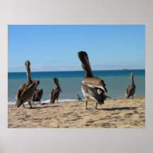 Pelican Beach Bums Posters