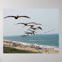 Pelican Bird Gang flying over OBX beach Print