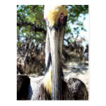 Pelican Bird Sanctuary Key Largo, Florida Postcard