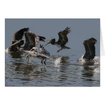 Pelican Birds Card