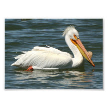 Pélican blanc américain dans les Rocheuses Photo