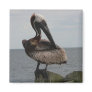 Pelican Magnet