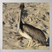 Pelican on Beach Poster