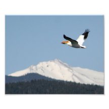 Pelican Over Rockies Photo Print