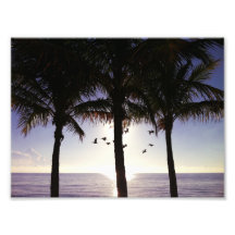 Pelican Palms Photo Art