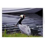 Pelican Poser