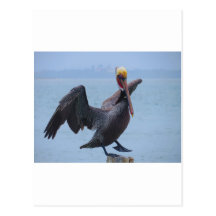 Pelican Postcards