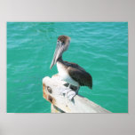 Pelican poster posters