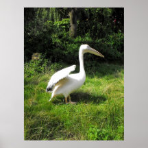 Pelican Poster