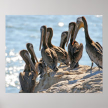 Pelican Rock Posters