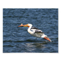 Pelican Taking Flight Art Photo