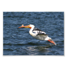 Pelican Taking Flight Photo Print