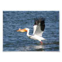 Pelican Taking Off Art Photo