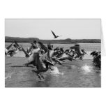 Pelicans Card