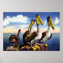 Pélicans de la Floride reposant sur les empilages  Posters