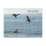 Pelicans Diving, Nayarit Mexico Postcards