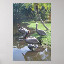 pelicans posters