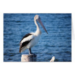 Pelicans seabirds ocean sea big birds feathers card