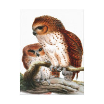 Pel's Fishing Owl Gallery Wrapped Canvas
