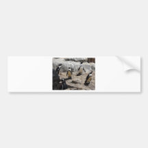 penguin,2 bumper stickers