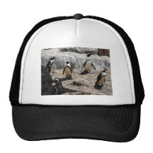 penguin,2 mesh hats