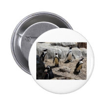 penguin,2 pinback button