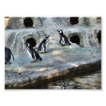 Penguin Flock Photo Art