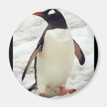 PENGUIN FRIDGE MAGNETS
