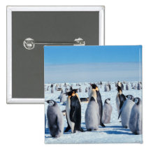Penguin Gathering Pinback Button