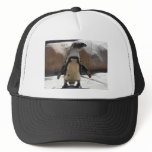 penguin hat