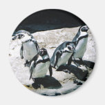 Penguin Magnet