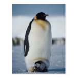 Penguin Parent & Chick Postcards