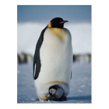 Penguin Parent & Chick Postcards