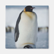 Penguin Parent & Chick Refrigerator Magnet