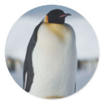 Penguin Parent & Chick Sticker