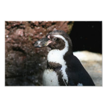 Penguin Photo