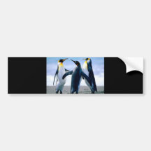 Penguin postcards bumper stickers