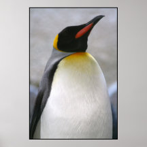 Penguin Poster