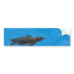 Penguin Swimming In The Pool bumper stickers