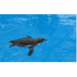 Penguin Swimming In The Pool photo sculptures