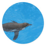 Penguin Swimming In The Pool stickers