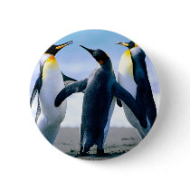 Penguins- Foto Maravilhosa Pins