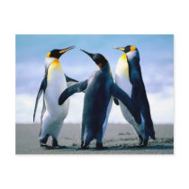 Penguins- Foto Maravilhosa Postcards