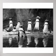 Penguins Galore Posters
