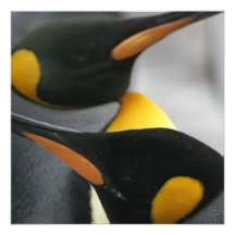 Penguins Invitation