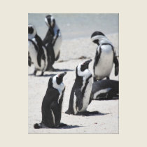 Penguins of South Africa canvas prints