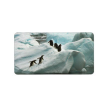 Penguins on a snow bank personalized address label