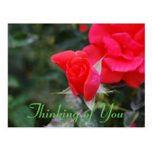 Pensée à vous bourgeon de rose rouge carte postale