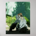 Pensive Gorilla Print